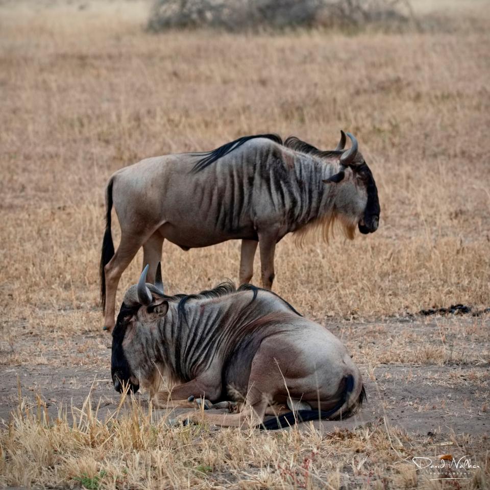 Wildebeest, or Brindled Gnu, (Connochaetes taurinus), Tarangire National Park