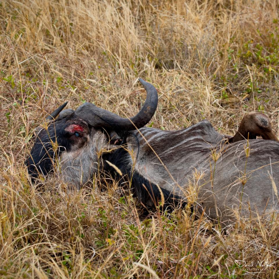 Wildebeest Kill (Connochaetes taurinus), Tarangire National Park