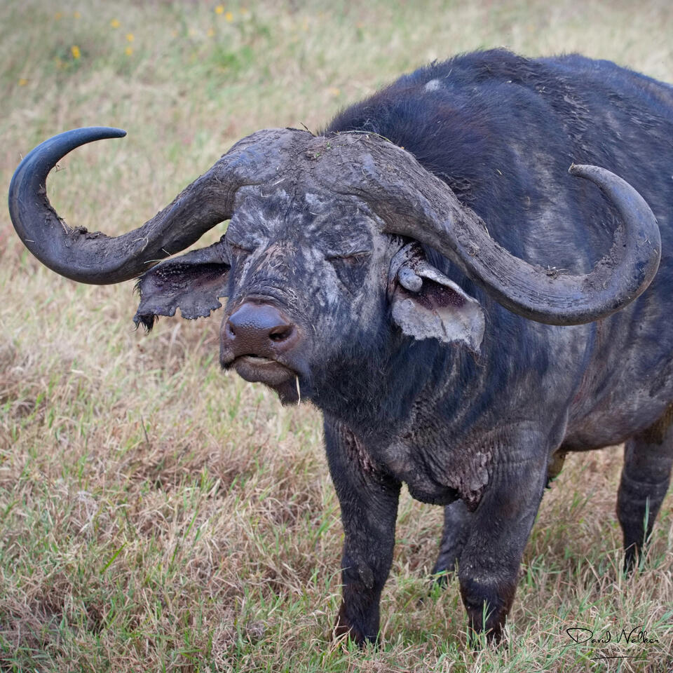 A grumpy old man! African Buffalo (Syncerus caffer), Ngorongoro Crater