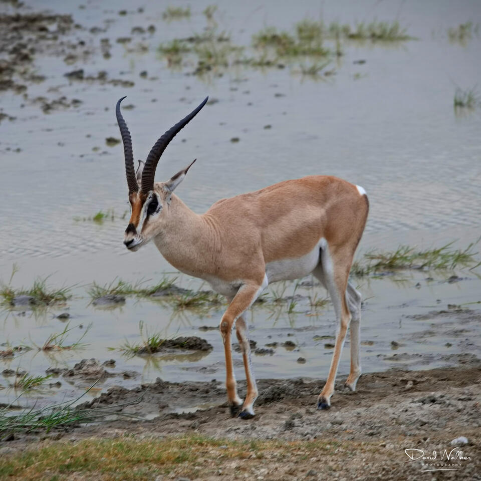 Grant's Gazelle (Nanger granti), Ngorongoro Crater