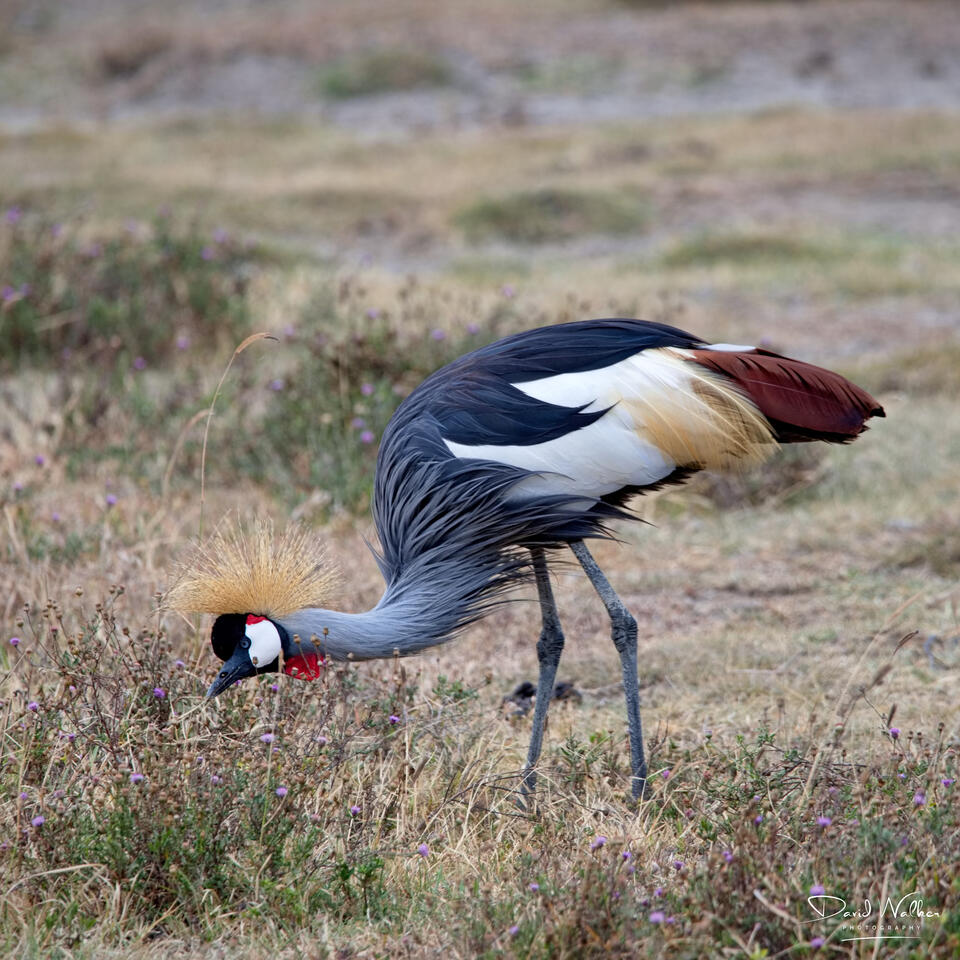 Grey Crowned Crane (Balearica regulorum), Ngorongoro Crater