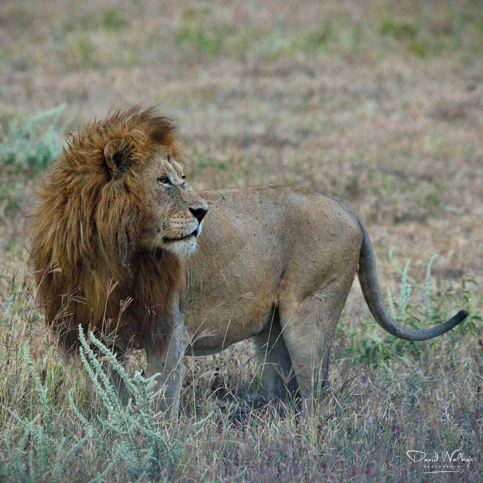 Lion (Panthera leo) in the early dawn light, Ngorongoro Crater