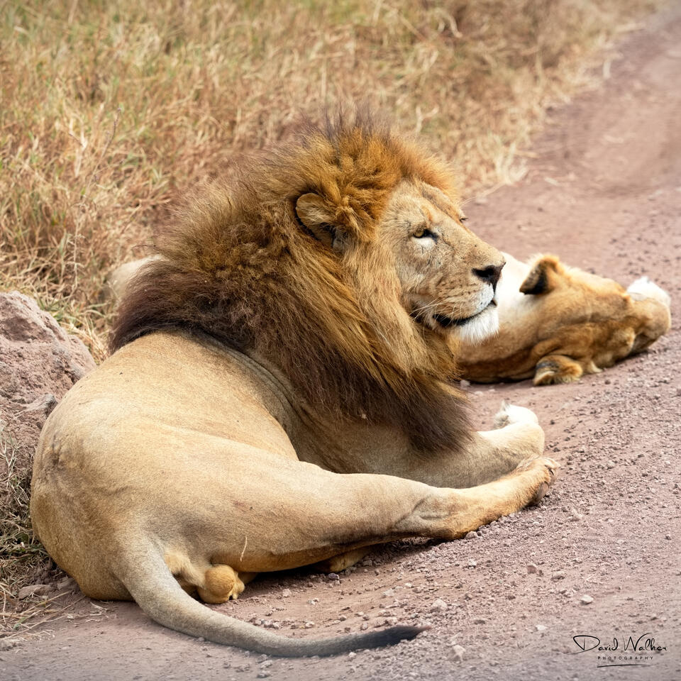 Lion (Panthera leo), Ngorongoro Crater