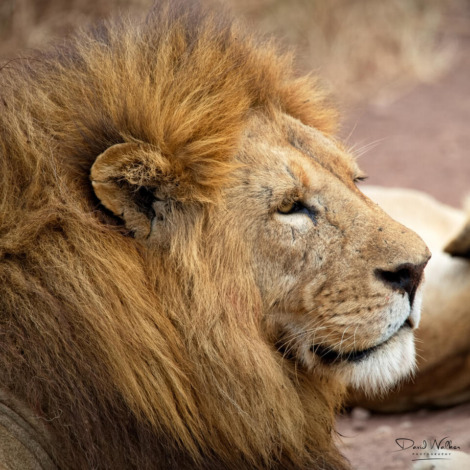 Lion (Panthera leo), Ngorongoro Crater