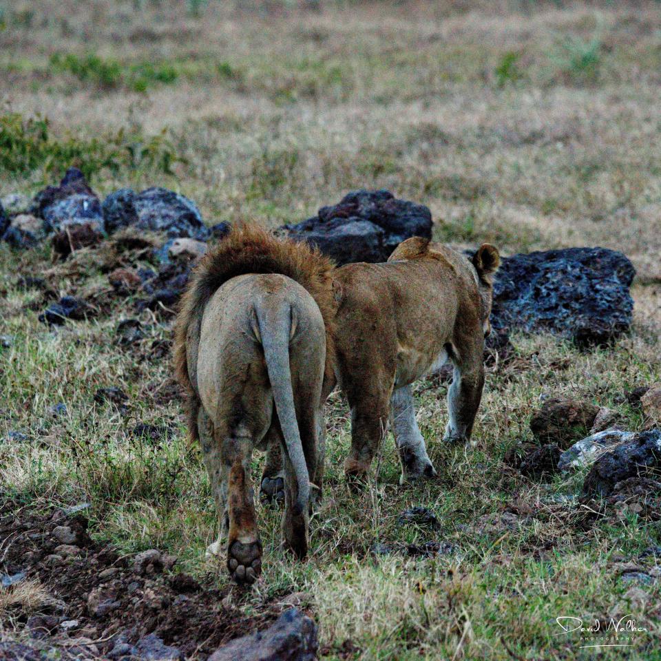 Lions (Panthera leo), Ngorongoro Crater