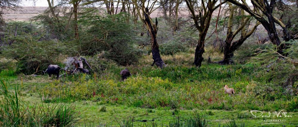 Lion (Panthera leo) stalking two buffalo, Ngorongoro Crater