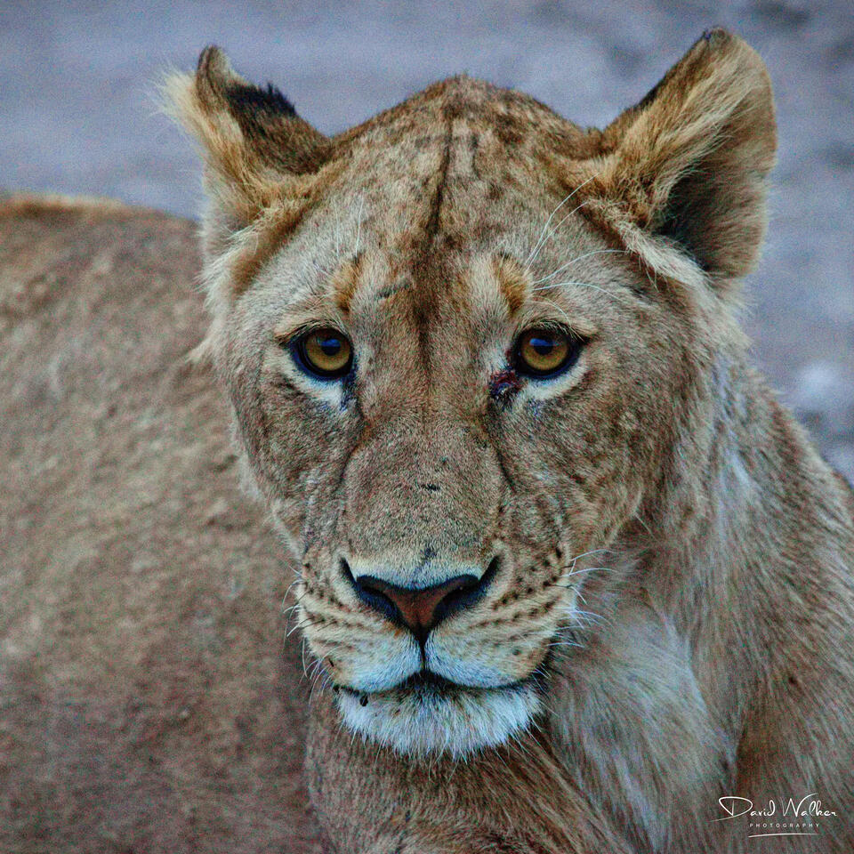 Lioness (Panthera leo), Ngorongoro Crater
