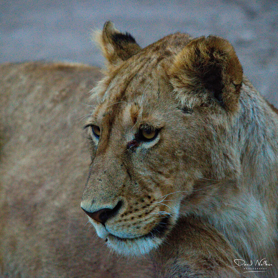 Lioness (Panthera leo) in the early dawn, Ngorongoro Crater