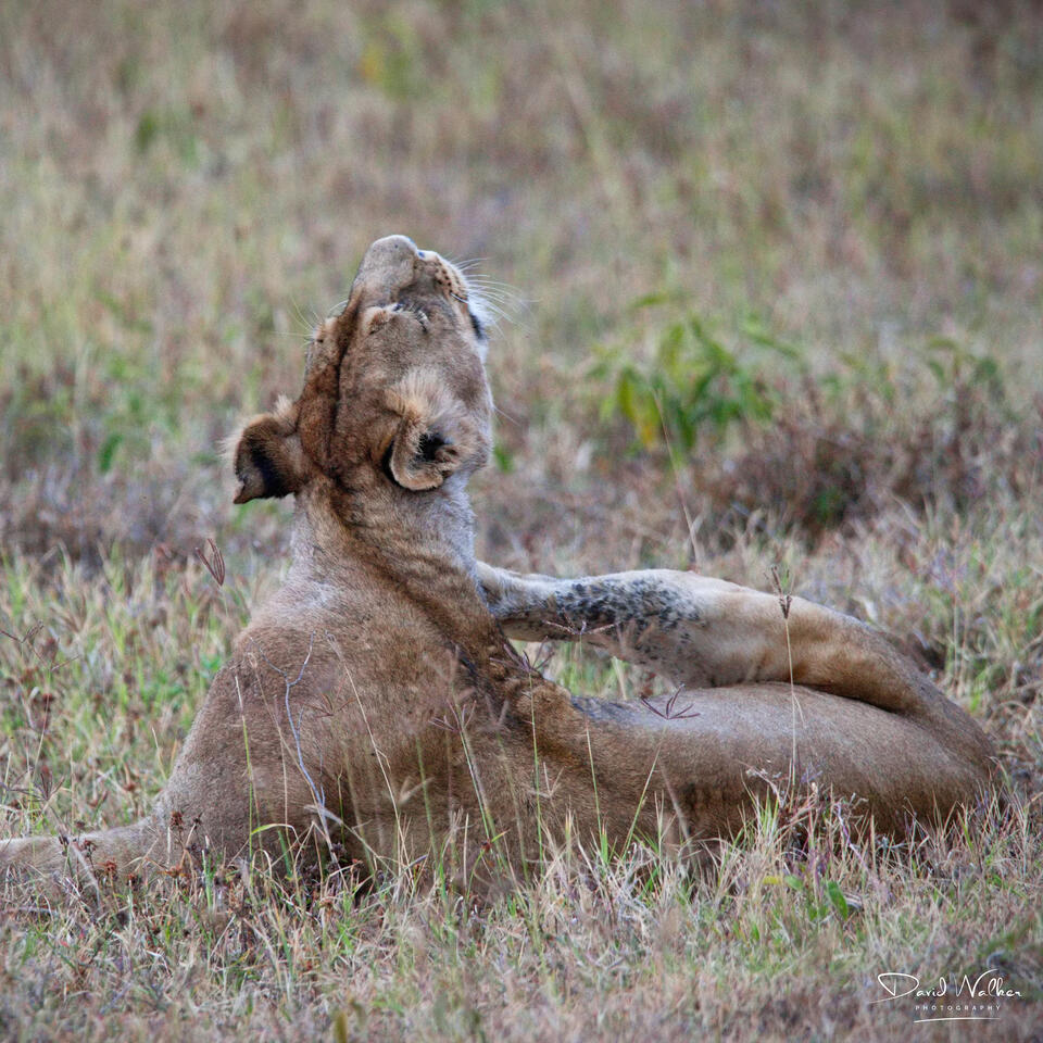 Lioness (Panthera leo), Ngorongoro Crater