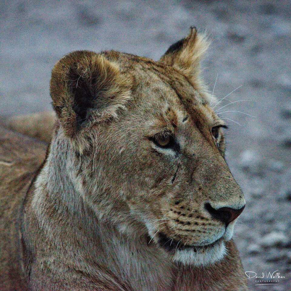 Lioness (Panthera leo), Ngorongoro Crater