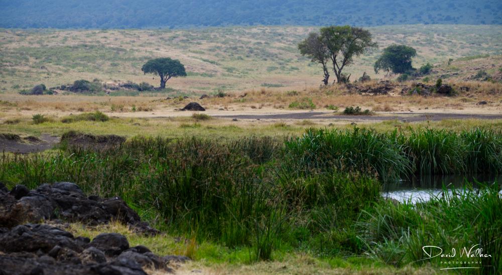 Rush-lined pool, Ngorongoro Crater
