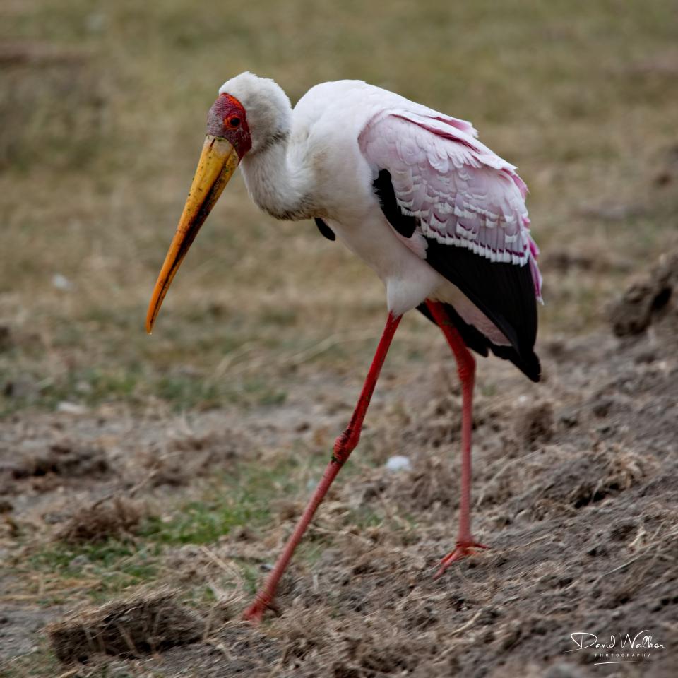 Yellow-billed Stork (Mycteria ibis), Ngorongoro Crater