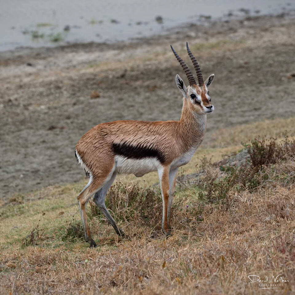 Thomson's Gazelle (Eudorcas thomsonii), Ngorongoro Crater