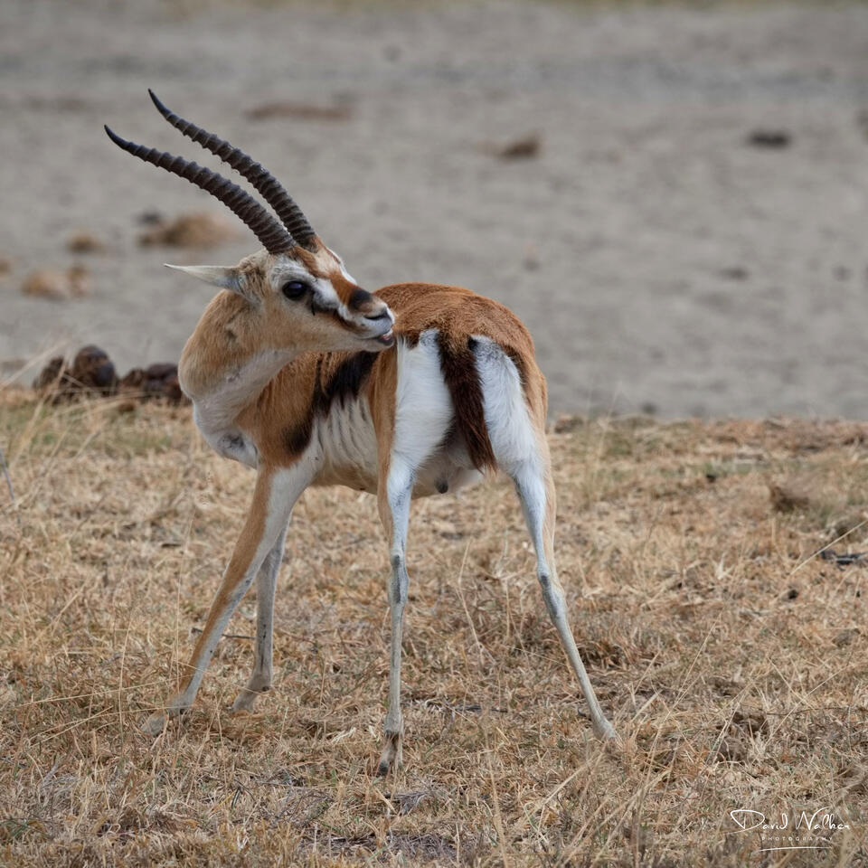 Thomson's Gazelle (Eudorcas thomsonii), Ngorongoro Crater