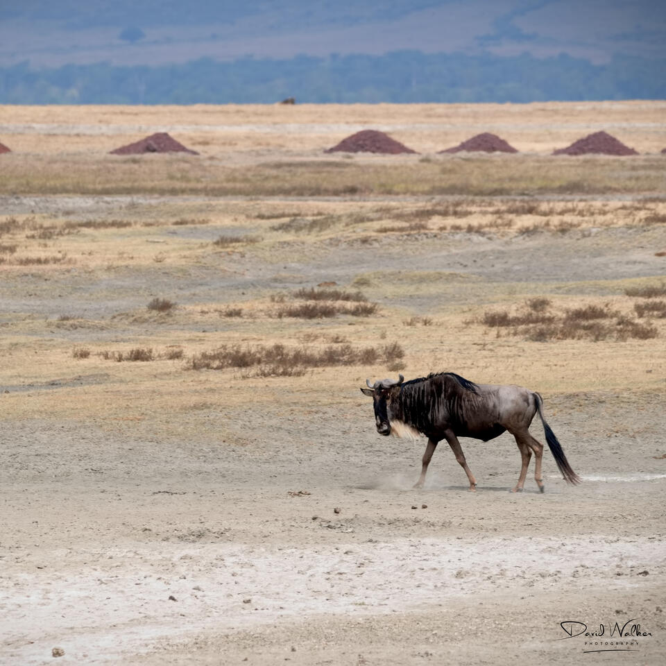 Wildebeest (Connochaetes taurinus) walking across the Ngorongoro Crater floor