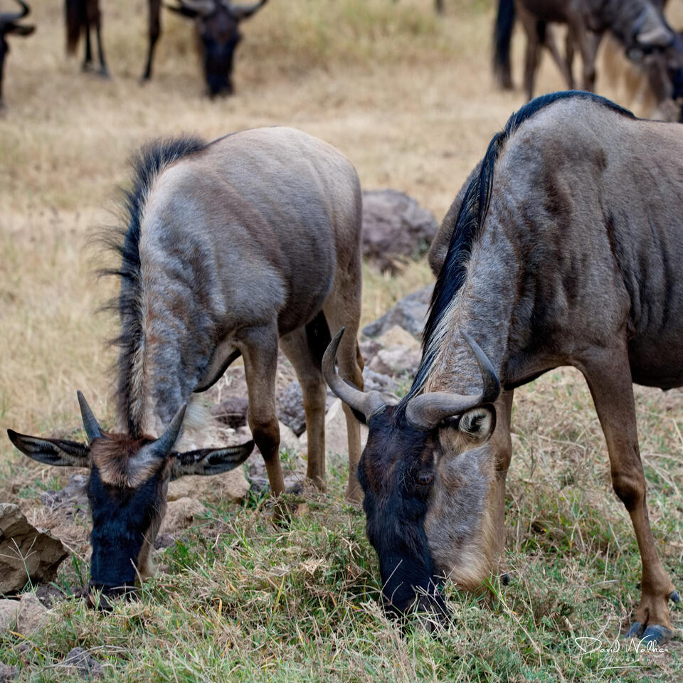 Wildebeest (Connochaetes taurinus) grazing together, Ngorongoro Crater