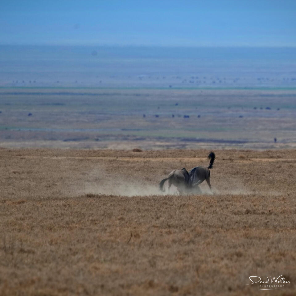 Wildebeest (Connochaetes taurinus) aggression, Ngorongoro Crater