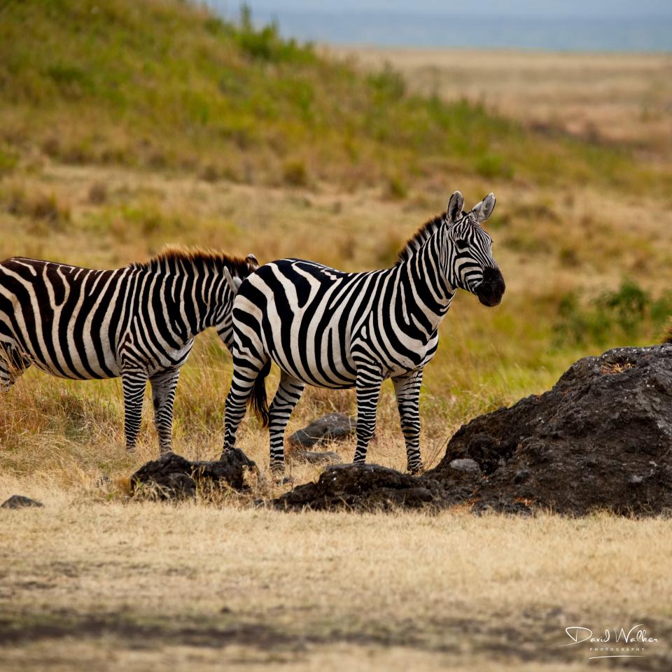 Zebra (Equus quagga), Ngorongoro Crater