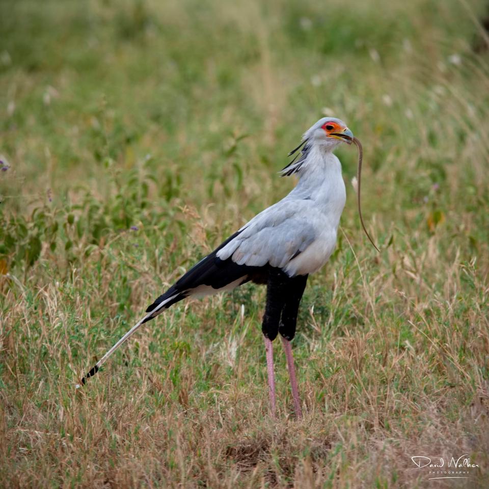 Secretary Bird (Sagittarius serpentarius), Central Serengeti