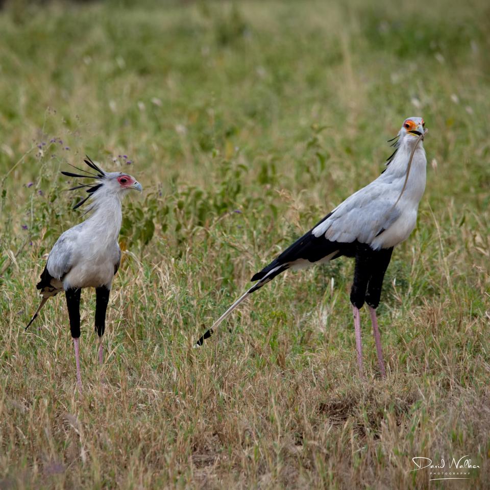 Secretary Bird (Sagittarius serpentarius), Central Serengeti