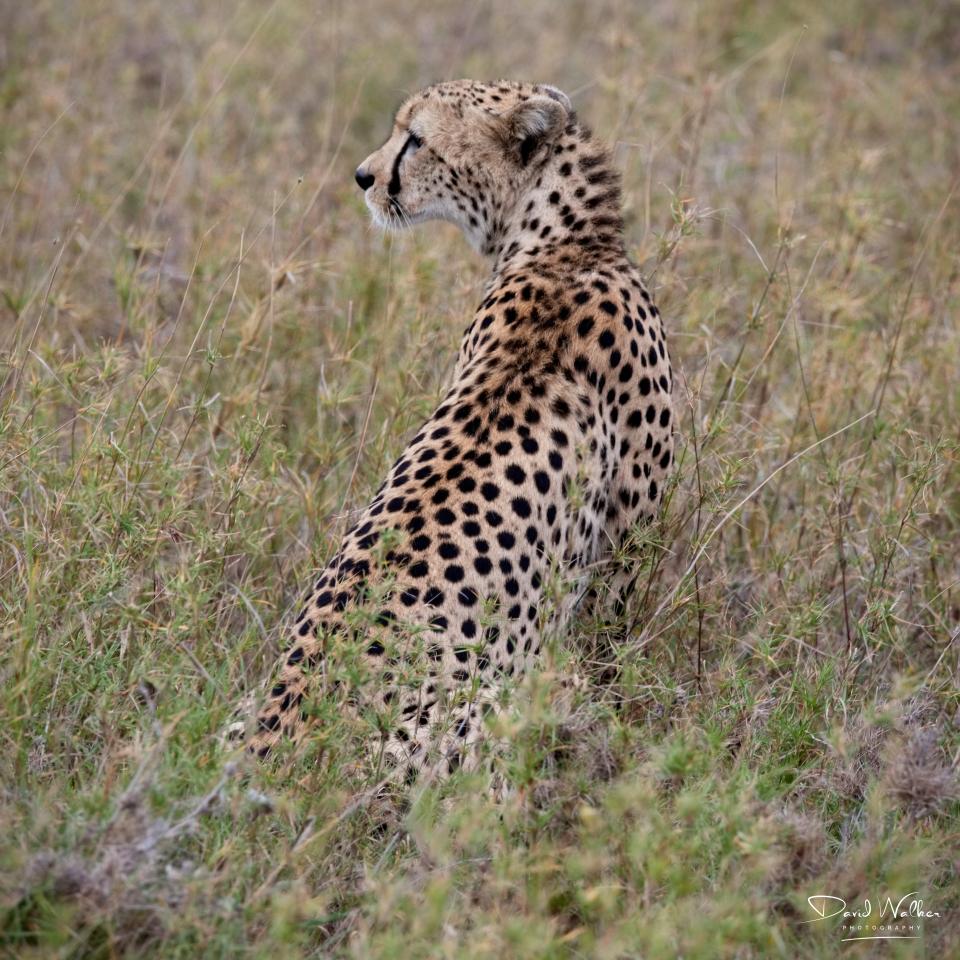 Cheetah (Acinonyx jubatus), Central Serengeti