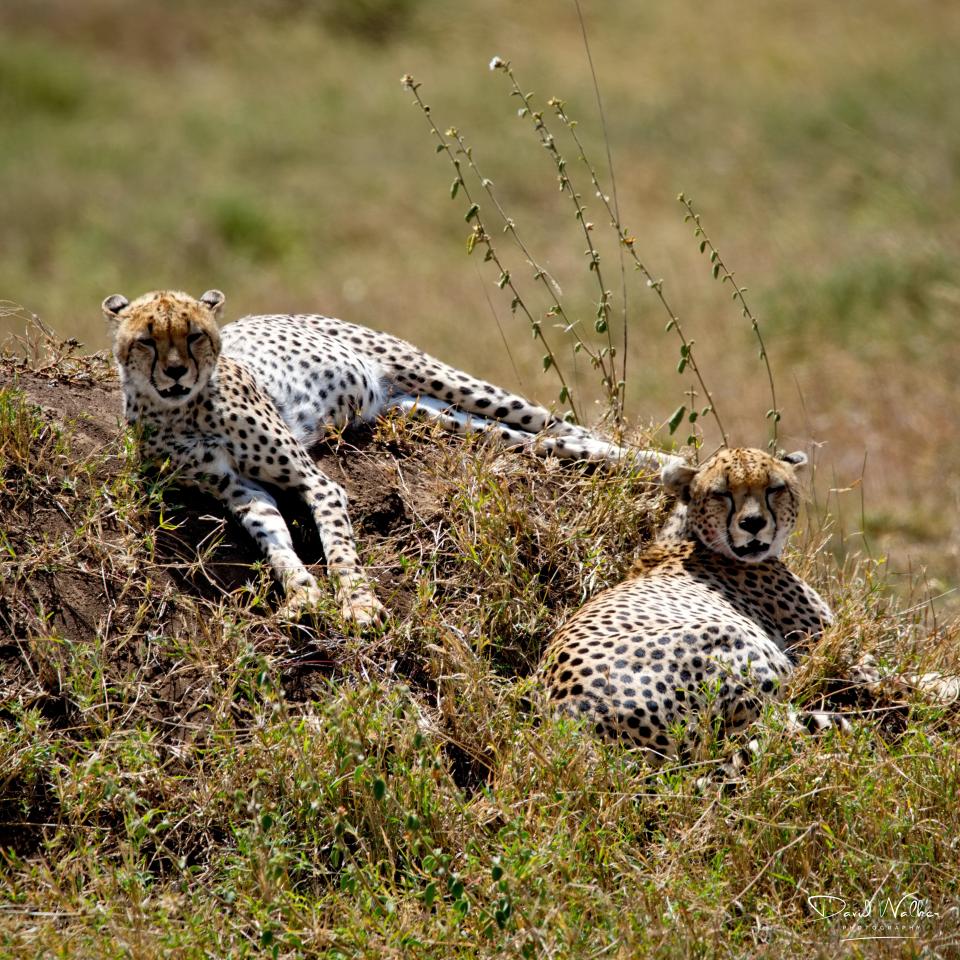 Cheetah (Acinonyx jubatus), likely mother and youngster, Central Serengeti