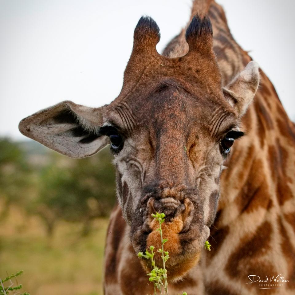 Ah, lunch! Giraffe, Central Serengeti