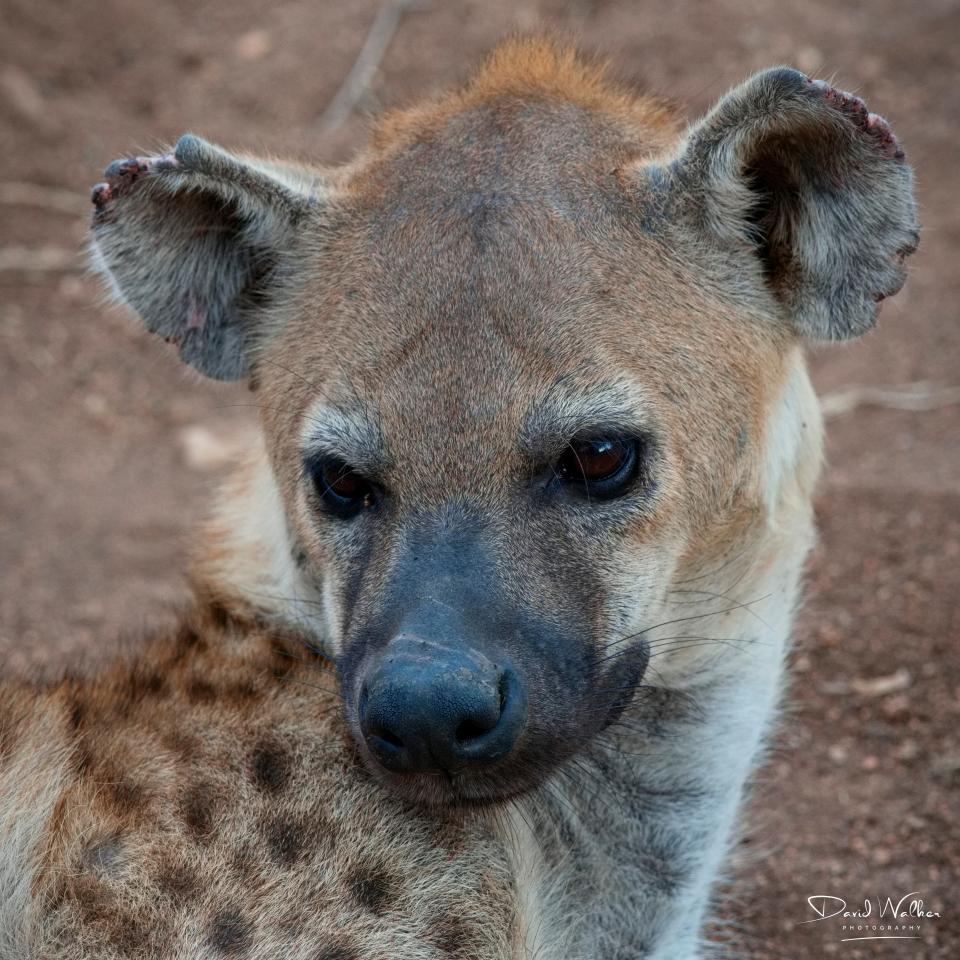 Spotted Hyena (Crocuta crocuta), Central Serengeti