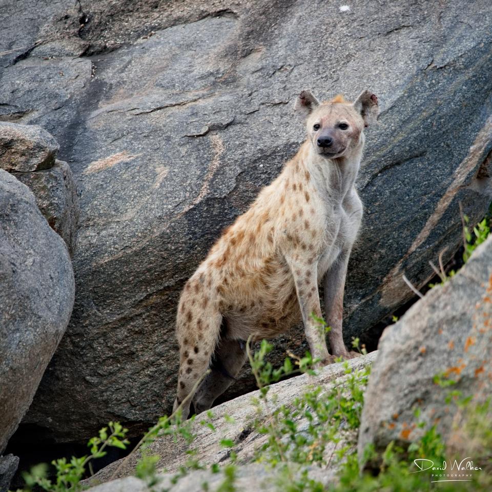 Spotted Hyena (Crocuta crocuta), Central Serengeti