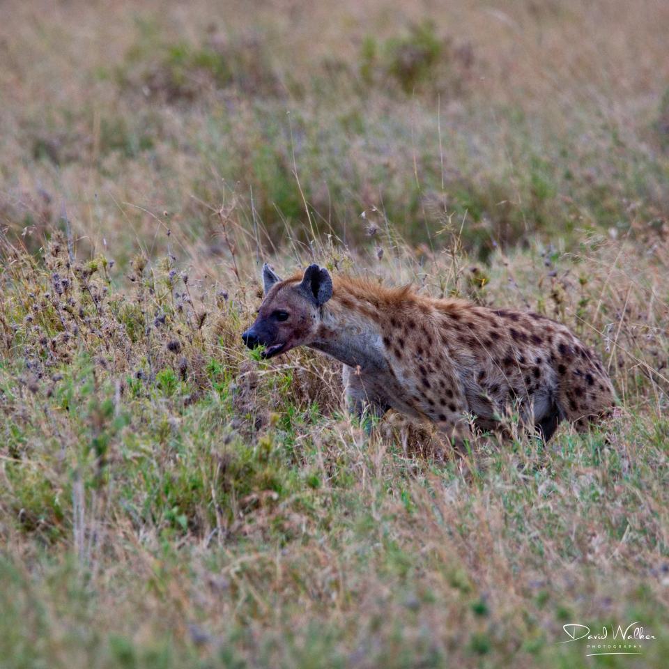 Spotted Hyena (Crocuta crocuta) on the prowl, Central Serengeti