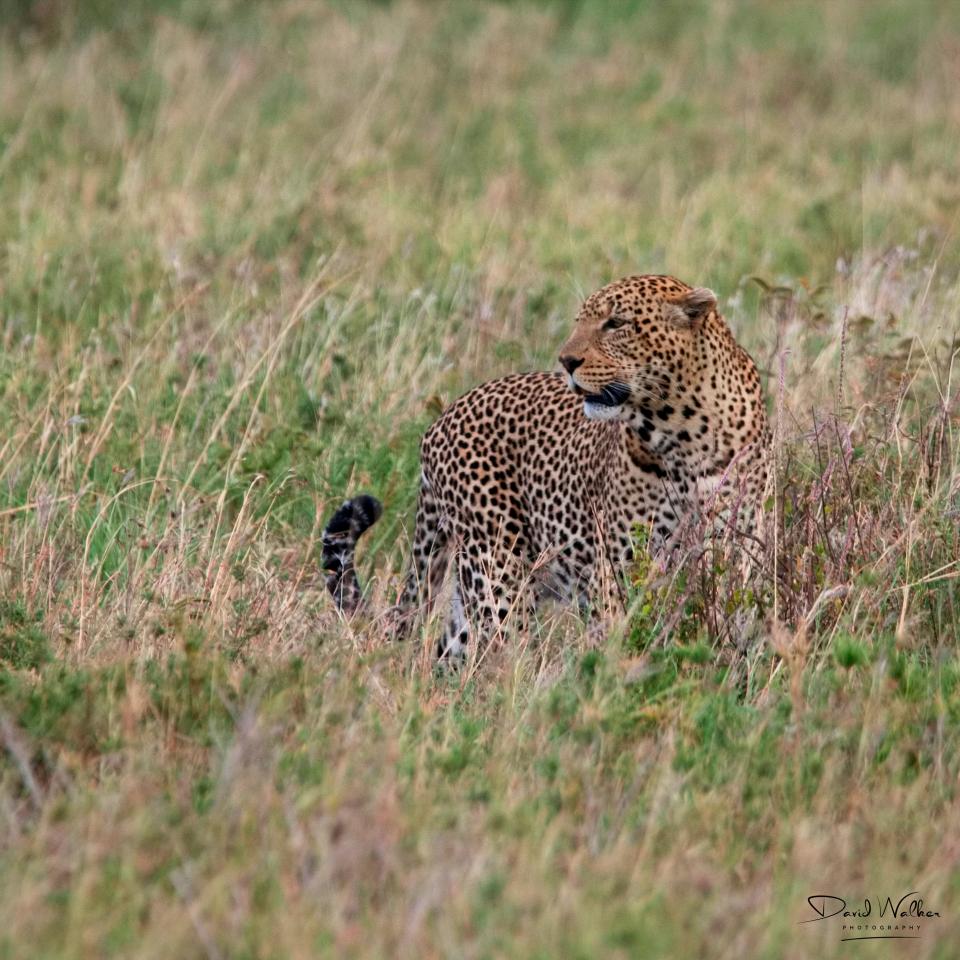 Leopard (Panthera pardus), Central Serengeti