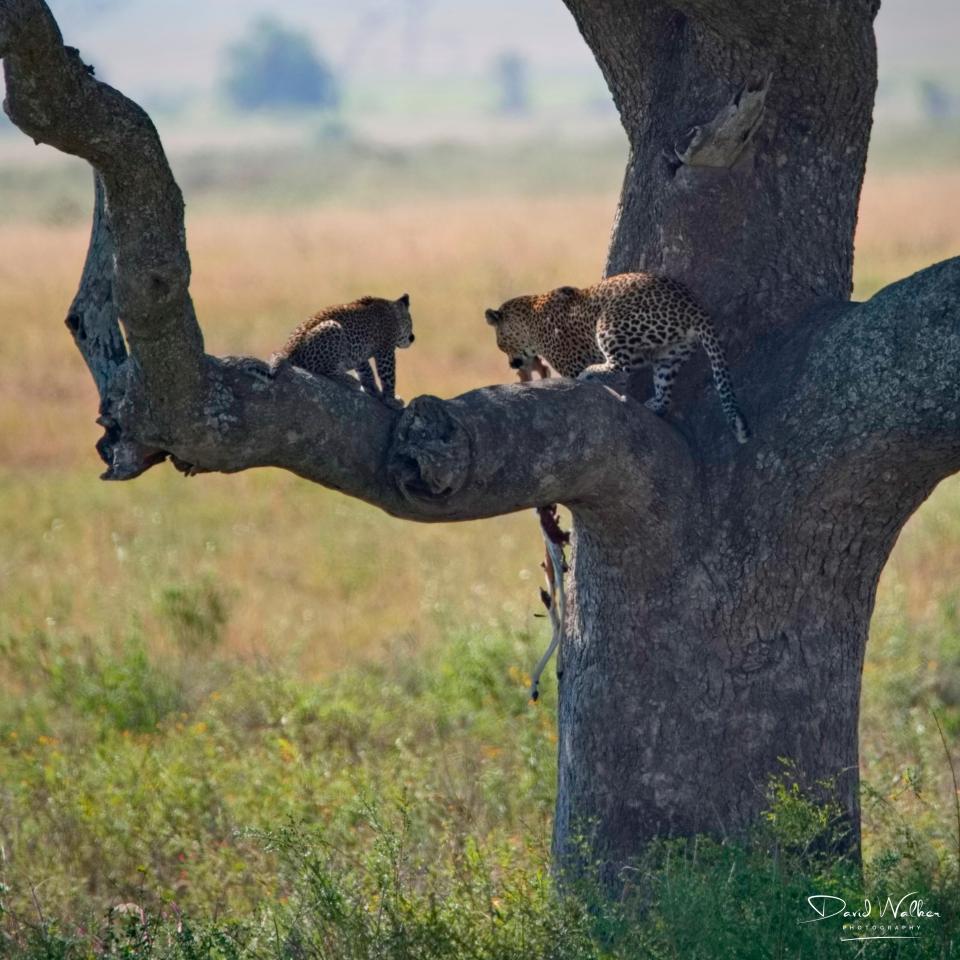 Leopard (Panthera pardus) and cub with remains of a kill, Central Serengeti