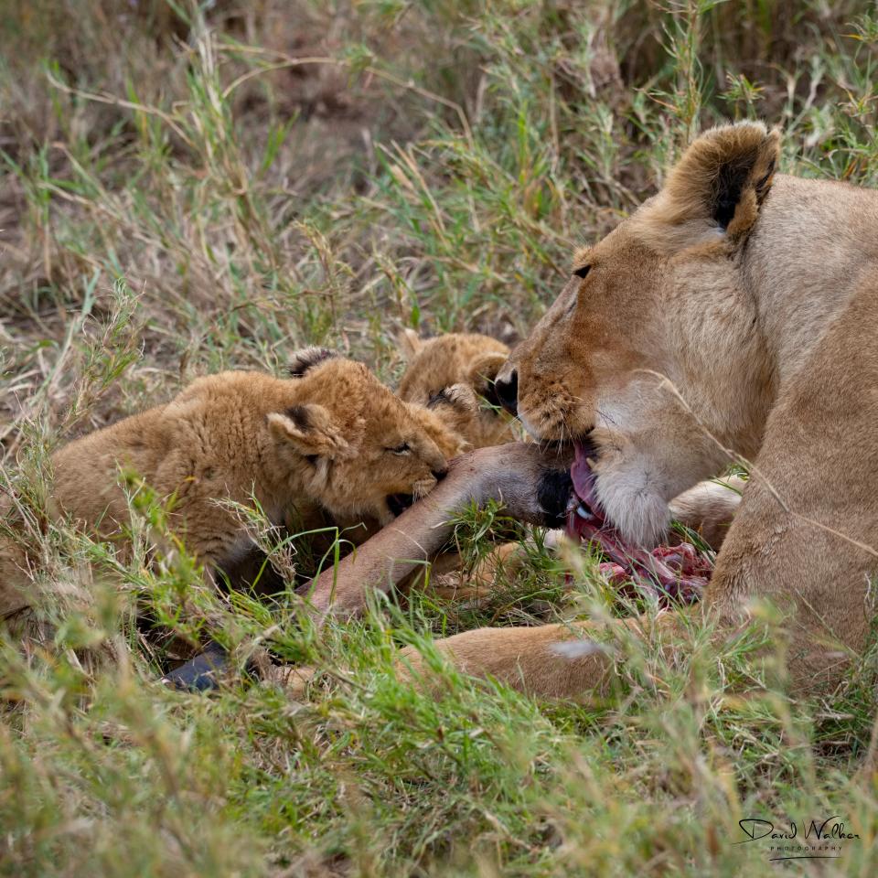 Lioness (Panthera leo) and cubs, Central Serengeti