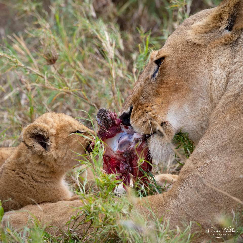 Lioness (Panthera leo) and cubs, Central Serengeti