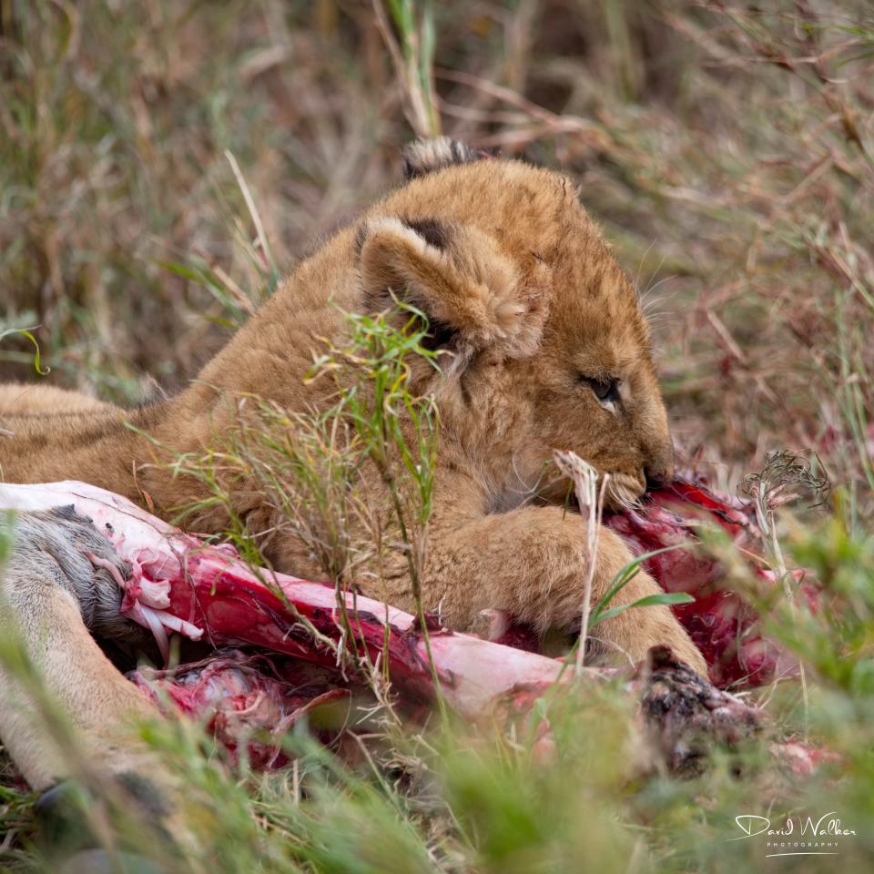 Lion Cub (Panthera leo), Central Serengeti