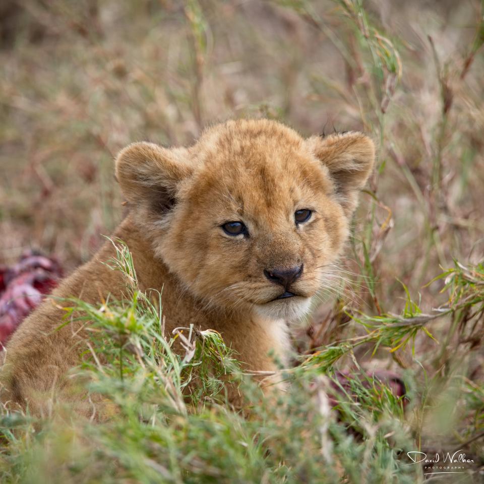 Lion Cub (Panthera leo), Central Serengeti