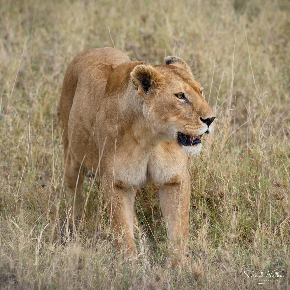 Lioness (Panthera leo), Central Serengeti