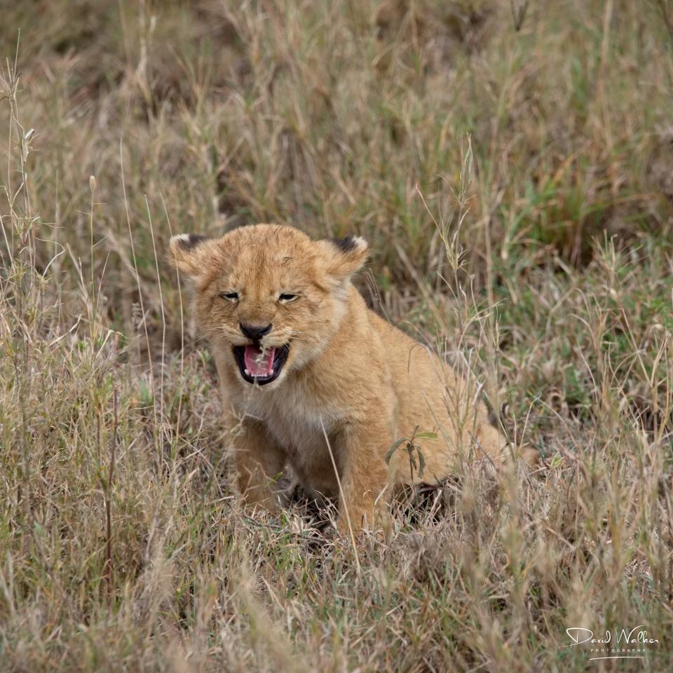Lion Cub (Panthera leo), Central Serengeti