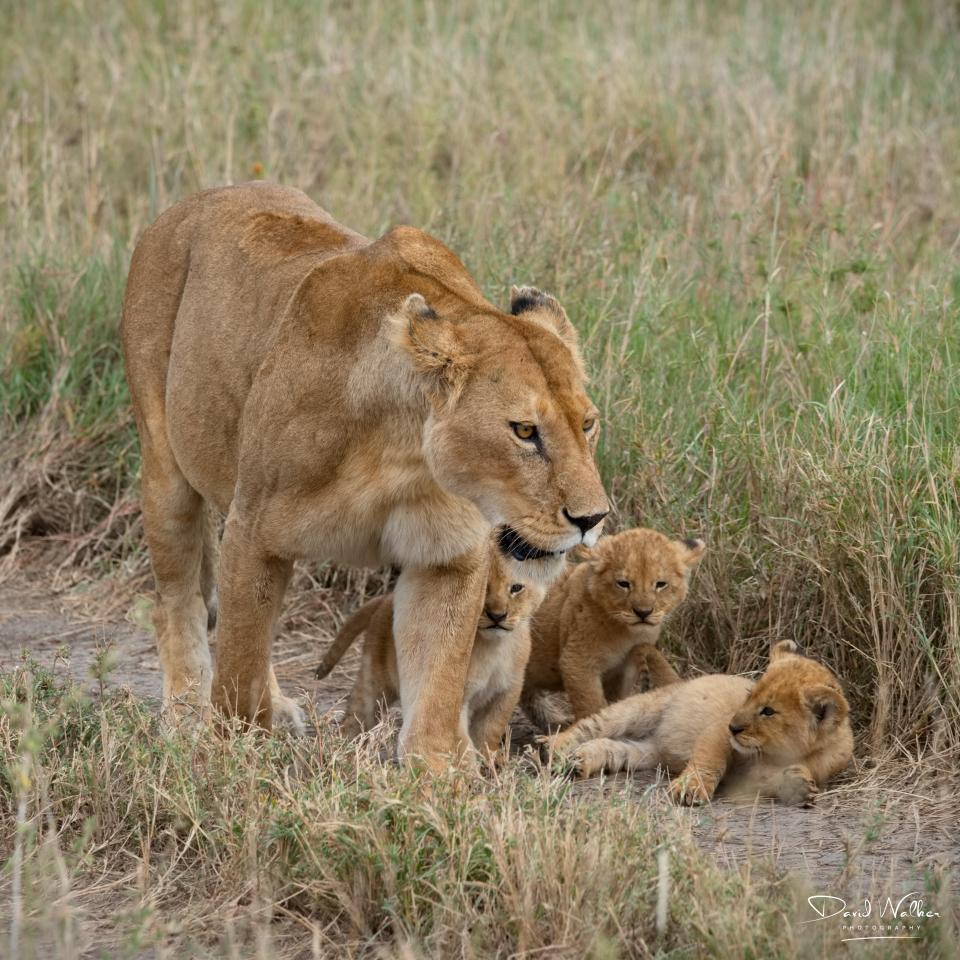 Lioness (Panthera leo) and cubs, Central Serengeti