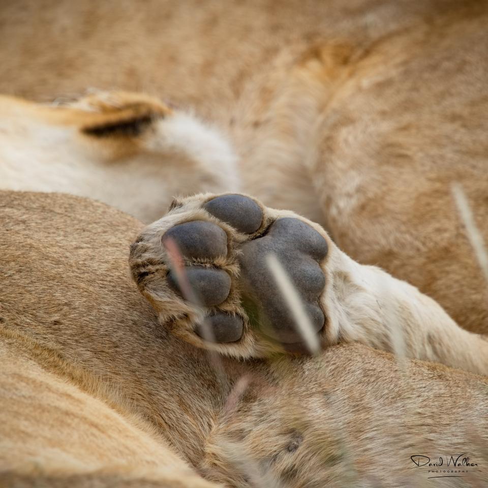 Paws for thought! Lion (Panthera leo), Central Serengeti