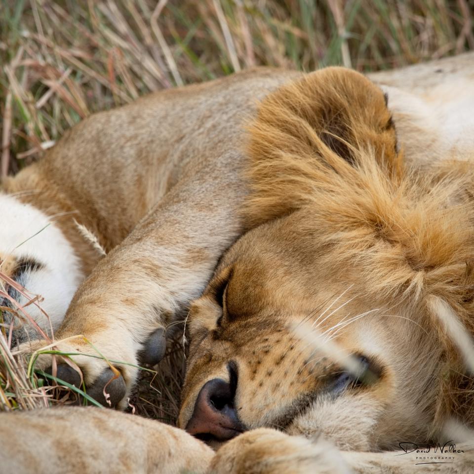 Lion (Panthera leo), Central Serengeti
