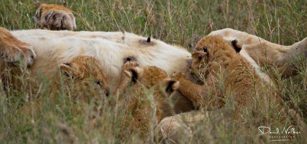 Lioness (Panthera leo) suckling young cubs, Central Serengeti