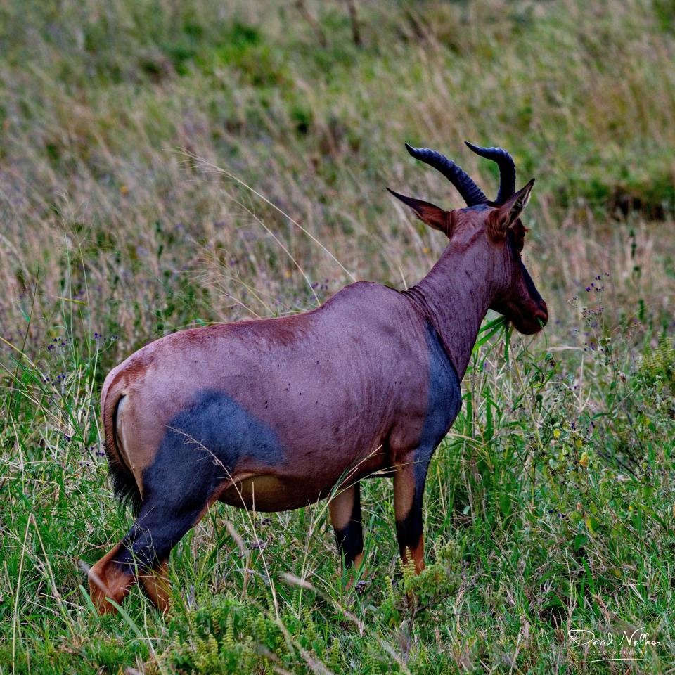 Topi (Damaliscus lunatus), Central Serengeti