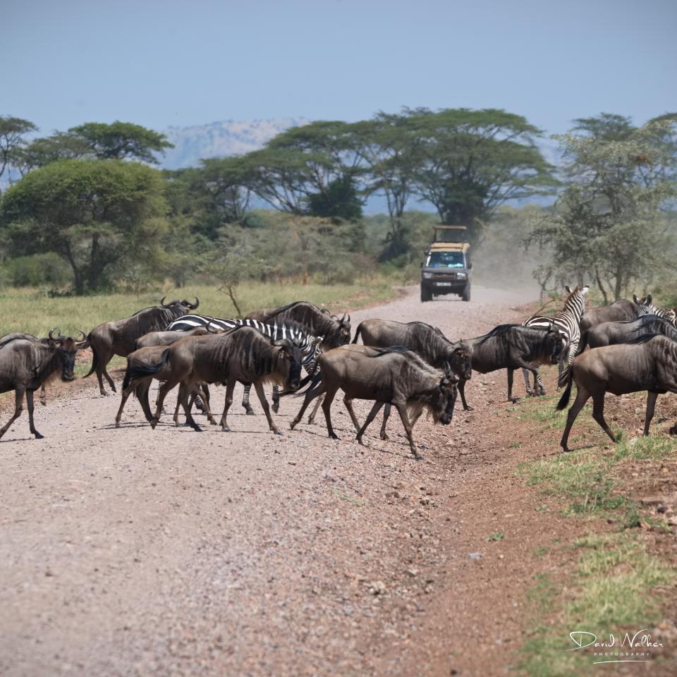Mixed herd of wildebeest (Connochaetes taurinus) and plains zebra (Equus quagga), Western Corridor