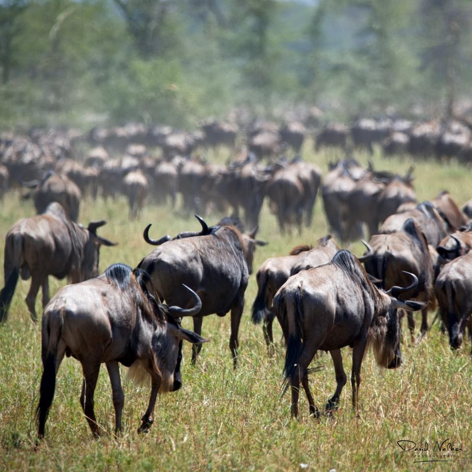 Mixed herd of wildebeest (Connochaetes taurinus) and plains zebra (Equus quagga), Western Corridor