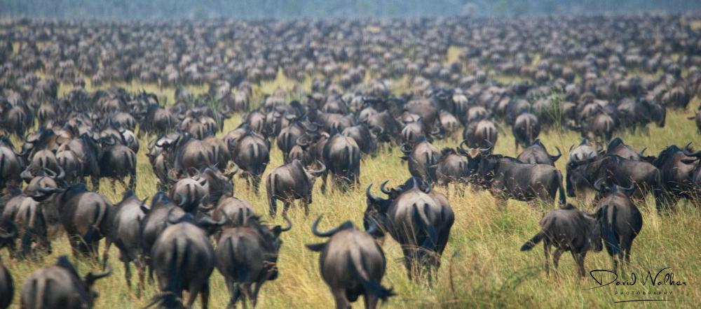 Wildebeest (Connochaetes taurinus), Western Corridor