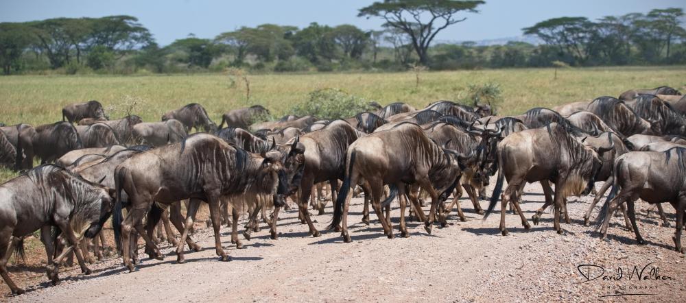 Wildebeest (Connochaetes taurinus), Western Corridor