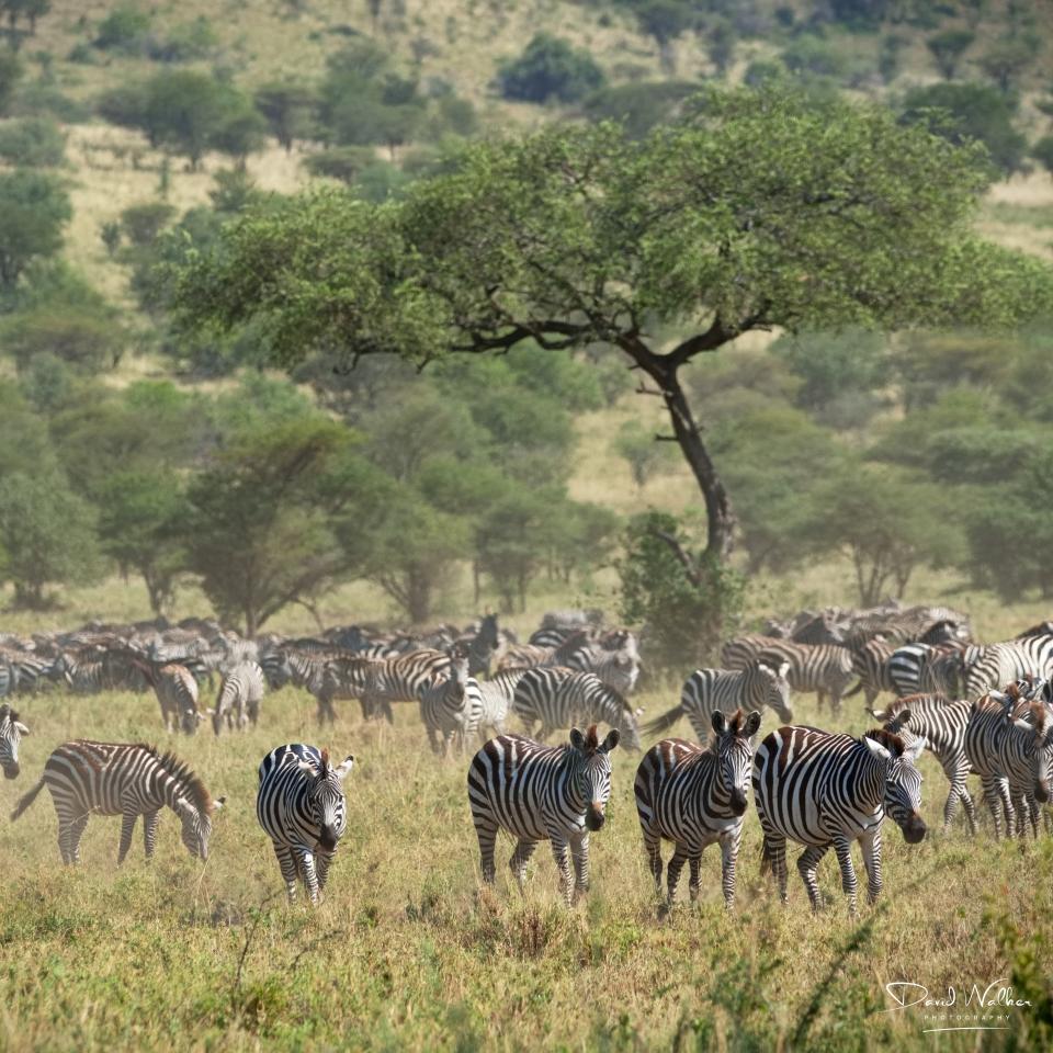 Plains Zebra (Equus quagga), Western Corridor