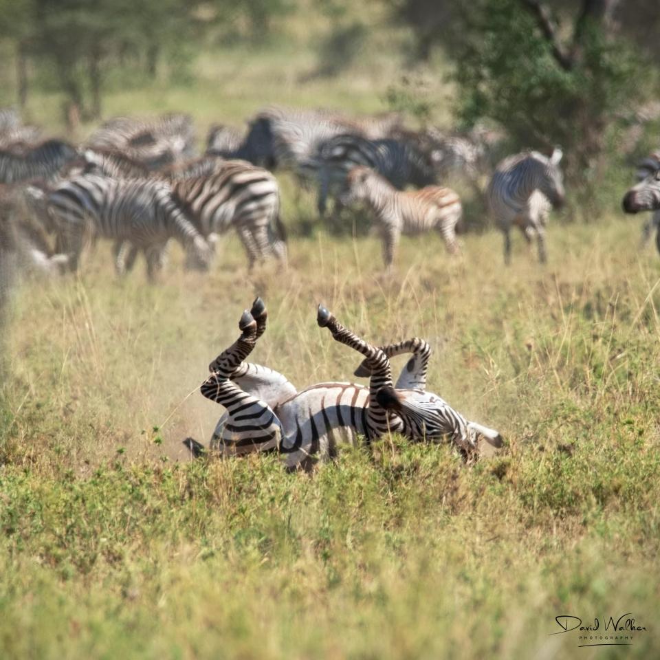 Plains Zebra (Equus quagga), Western Corridor