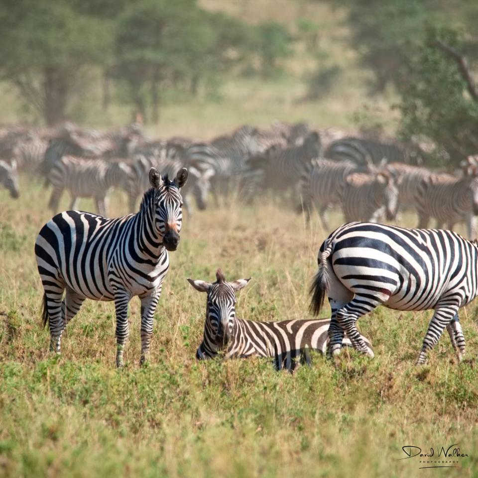  Plains Zebra (Equus quagga), Western Corridor